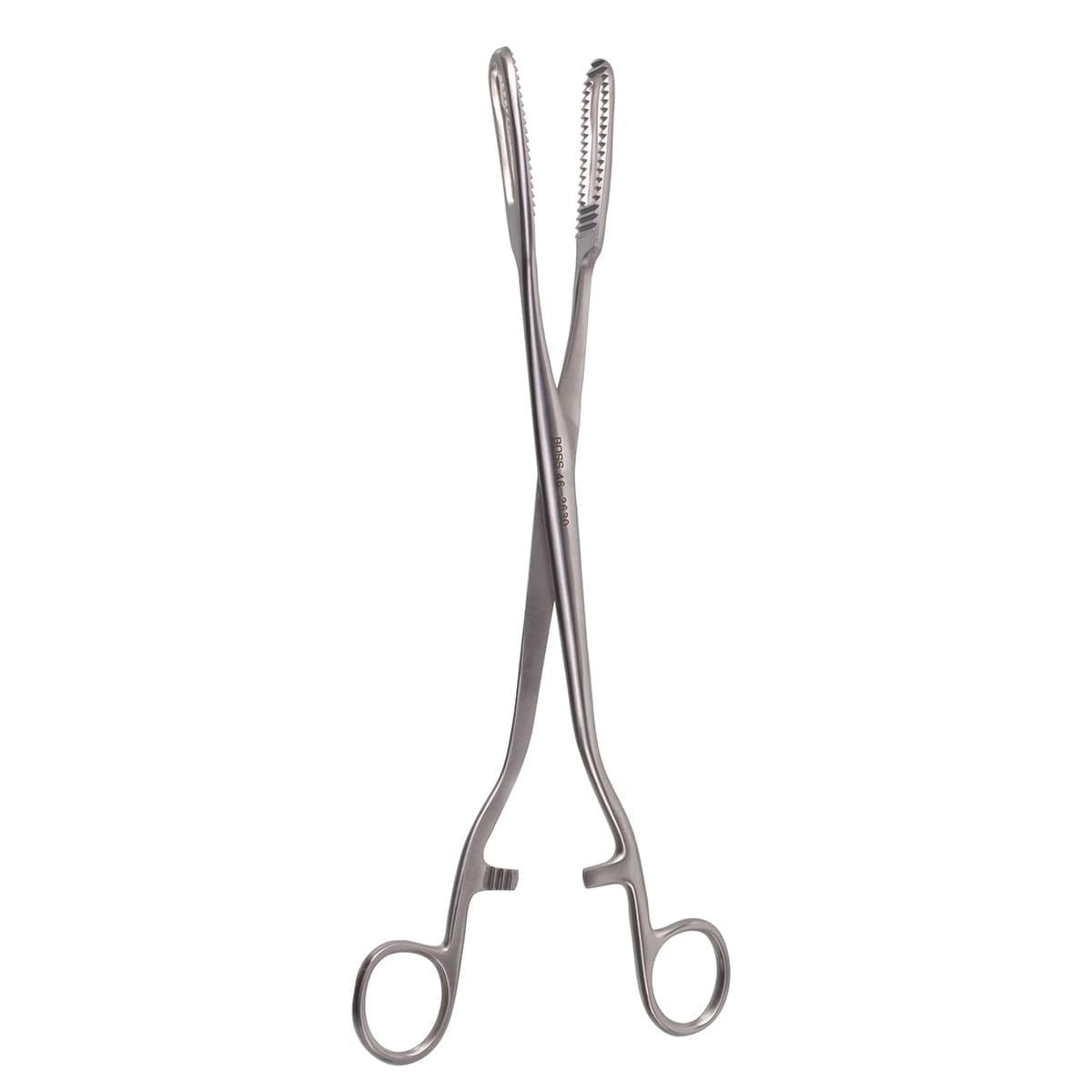 Bierer Ovum Forceps, 16mm jaws, 11"
